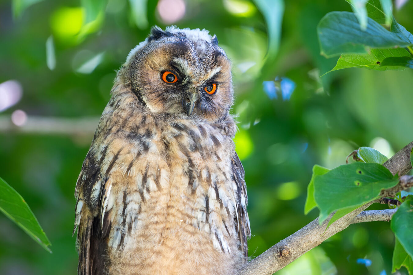 Obiektyw Fujinon XF 500mm f/5,6 R LM OIS WR | Obiektyw FUJINON z 5-letnią gwarancją!