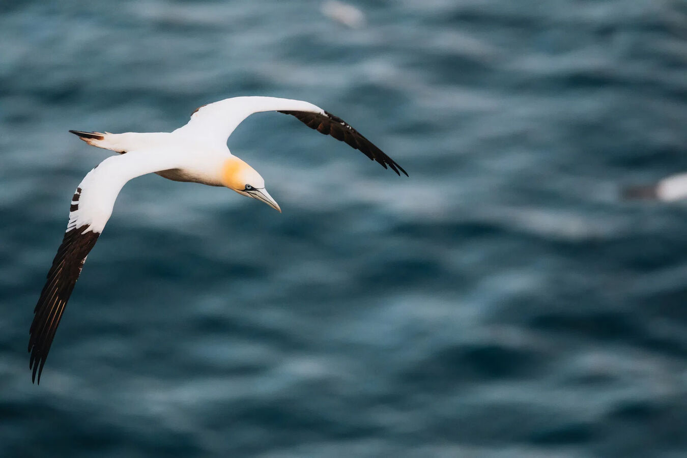 Obiektyw Fujinon XF 500mm f/5,6 R LM OIS WR | Obiektyw FUJINON z 5-letnią gwarancją!