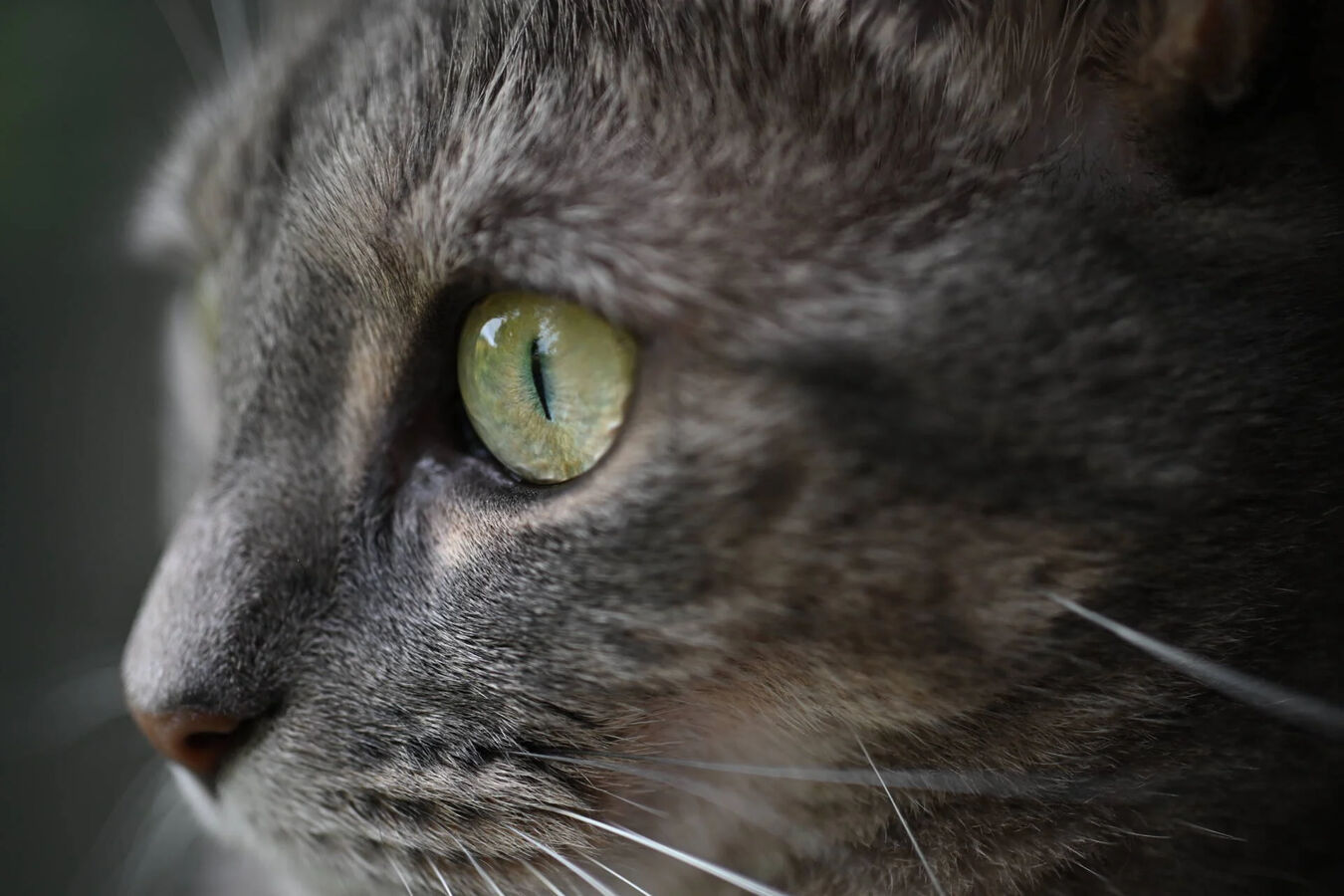 Obiektyw Nikkor Z 35mm f/1.7 S DX MC+ dobierz filtr UV za 1 zł