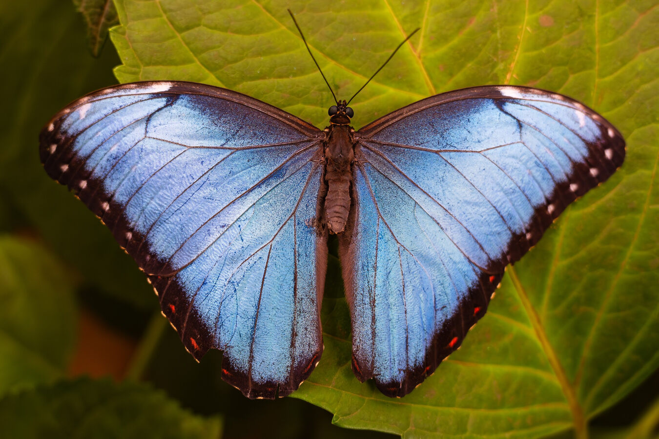 Obiektyw Sigma 20-200mm f/3.5-6.3 DG Contemporary (L-Mount) - 3 lata gwarancji