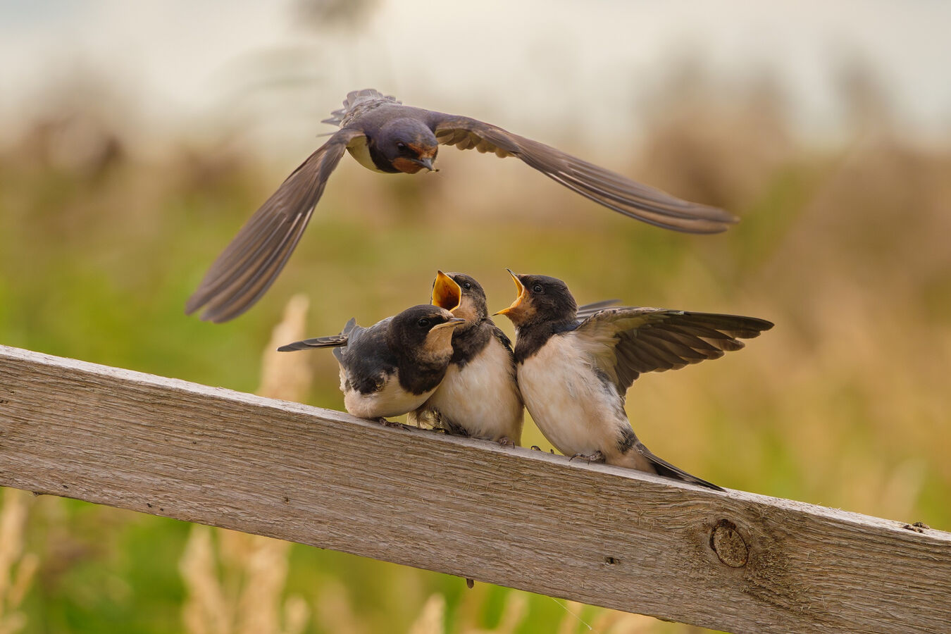 Obiektyw Sigma 20-200mm f/3.5-6.3 DG Contemporary (L-Mount) - 3 lata gwarancji