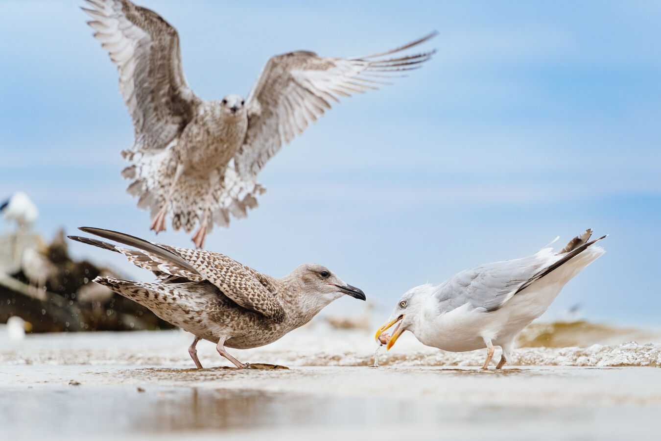 Obiektyw Sigma 20-200mm f/3.5-6.3 DG Contemporary (L-Mount) - 3 lata gwarancji