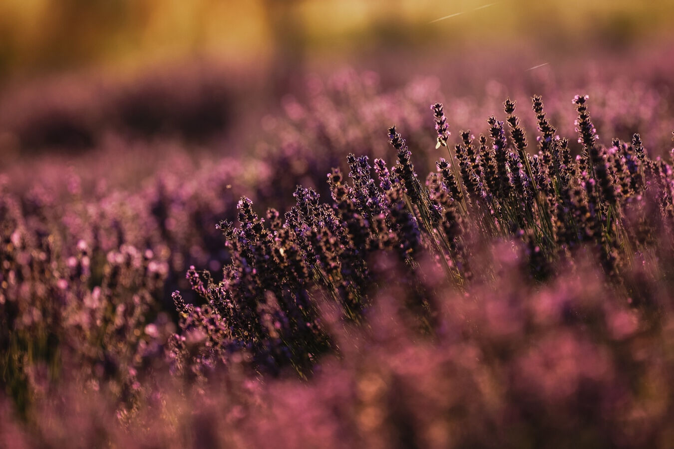 Obiektyw Sigma 200mm f/2 DG DN Sport (Sony E) - 3 lata gwarancji - Kup taniej o 1000zł, wpisz kod Sigma1000