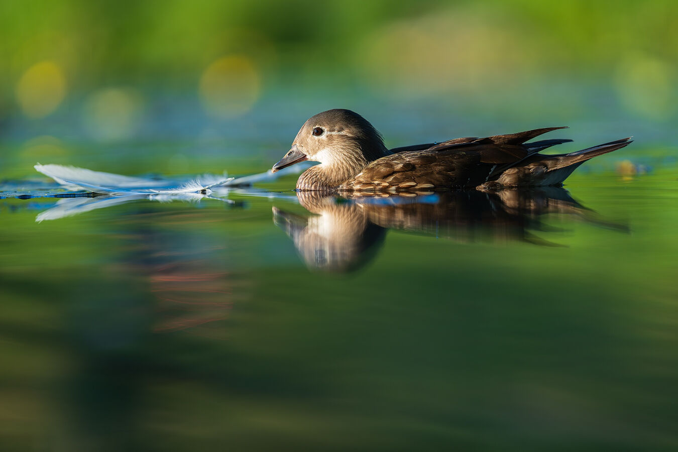 Obiektyw Sigma 200mm f/2 DG DN Sport (Sony E) - 3 lata gwarancji - Kup taniej o 1000zł, wpisz kod Sigma1000