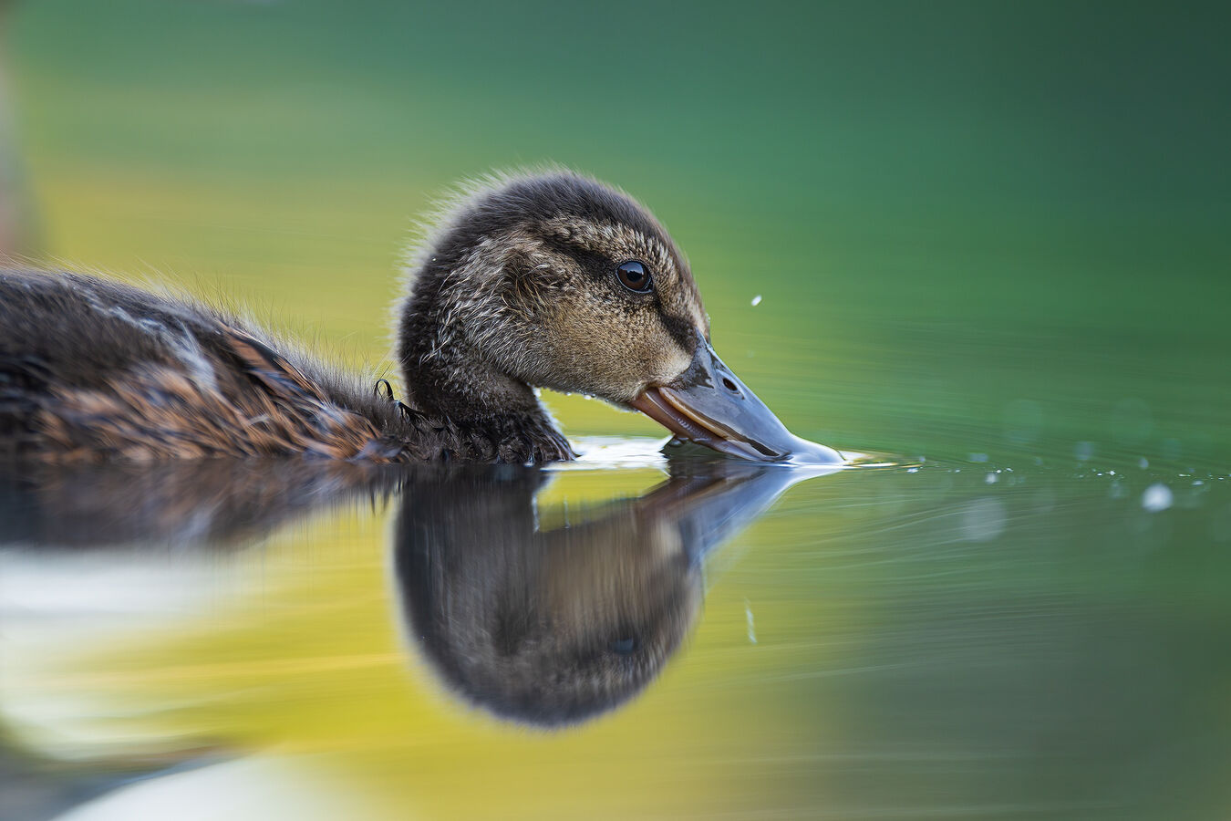 Obiektyw Sigma 200mm f/2 DG DN Sport (Sony E) - 3 lata gwarancji - Kup taniej o 1000zł, wpisz kod Sigma1000