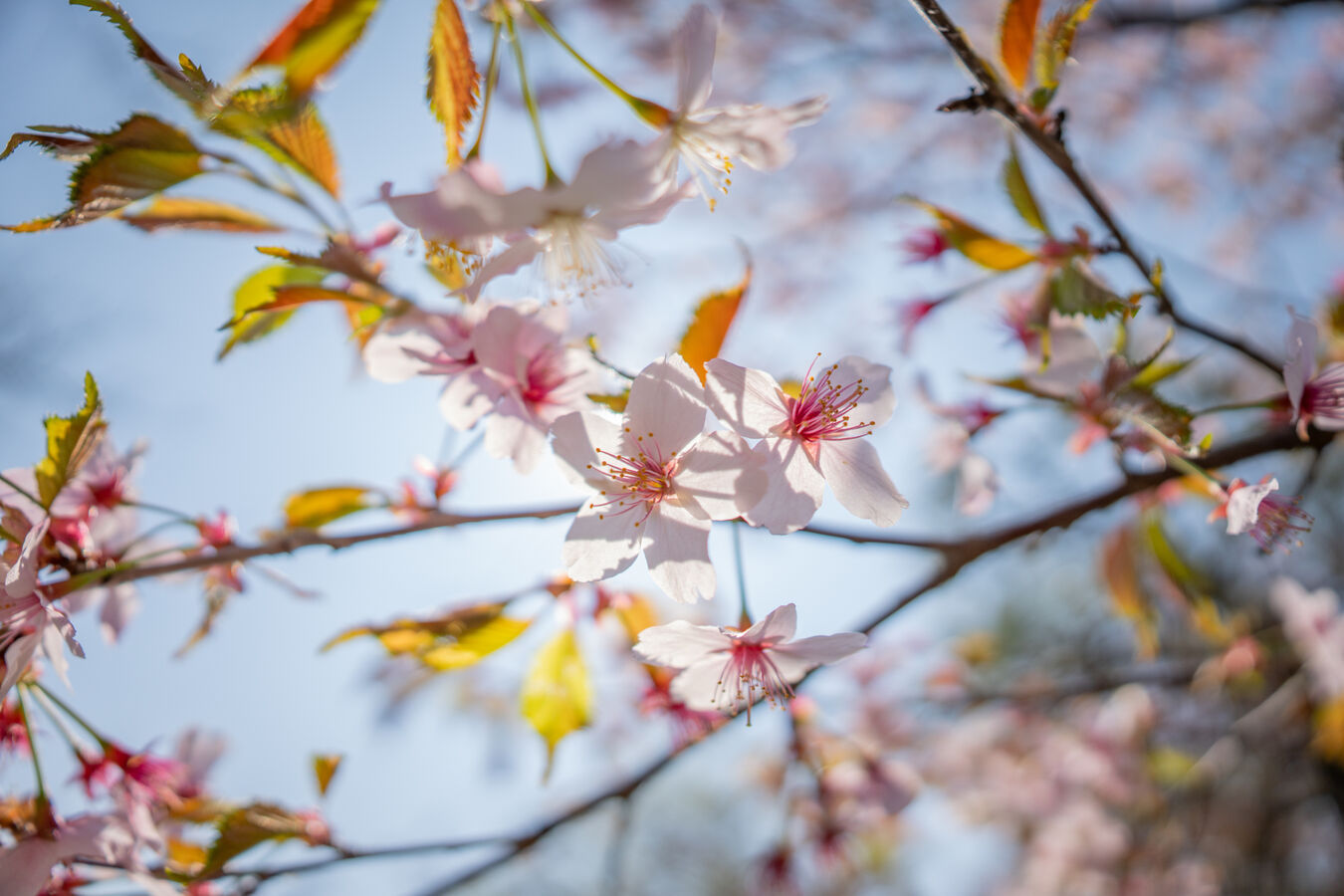 Obiektyw Sigma 12mm f/1.4 DC Contemporary Canon RF-s + 3 lata gwarancji - Kup taniej o 300zł, wpisz kod Sigma300