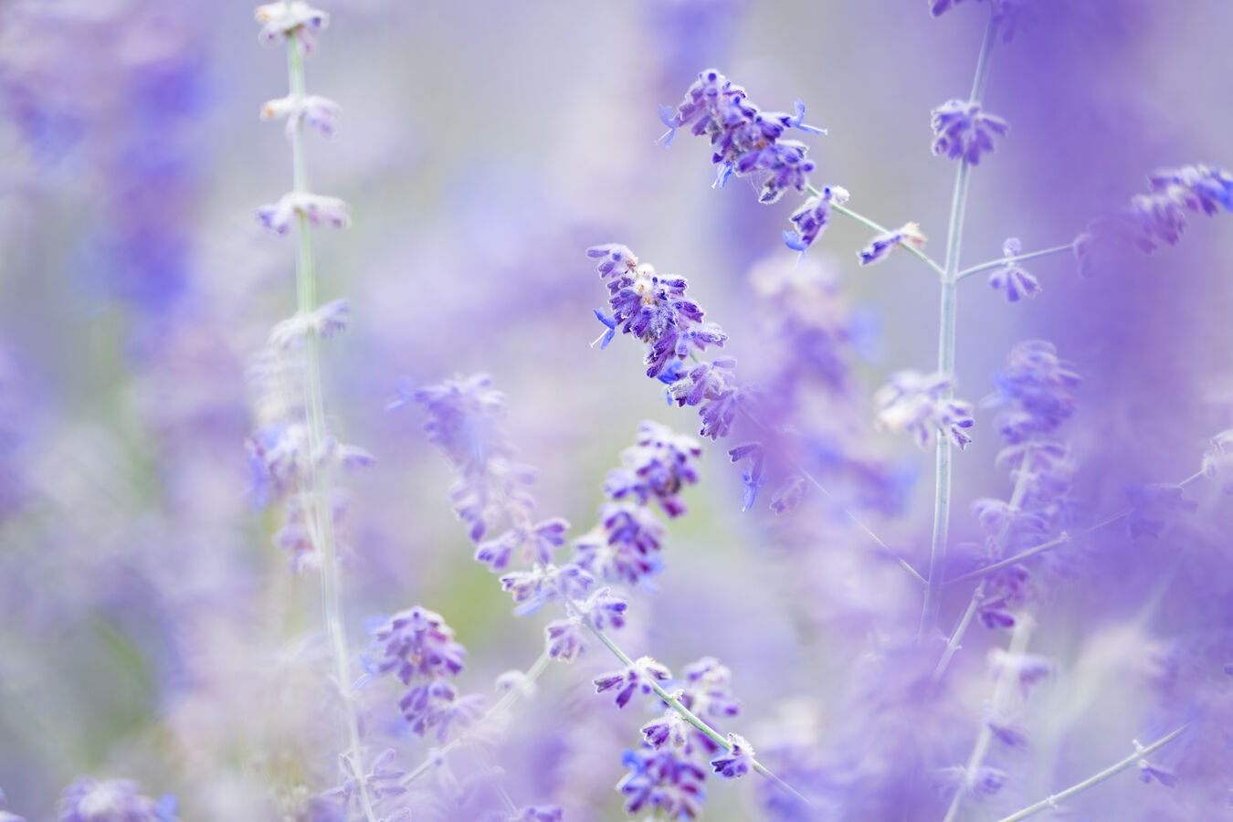 Obiektyw Sigma 135mm f/1,4 DG ART (L-mount) + 3 lata gwarancji