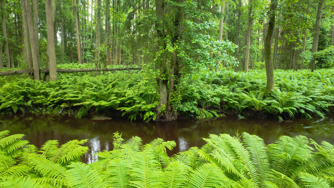 Obiektyw Sigma 20-200mm f/3.5-6.3 DG Contemporary (L-Mount) - 3 lata gwarancji