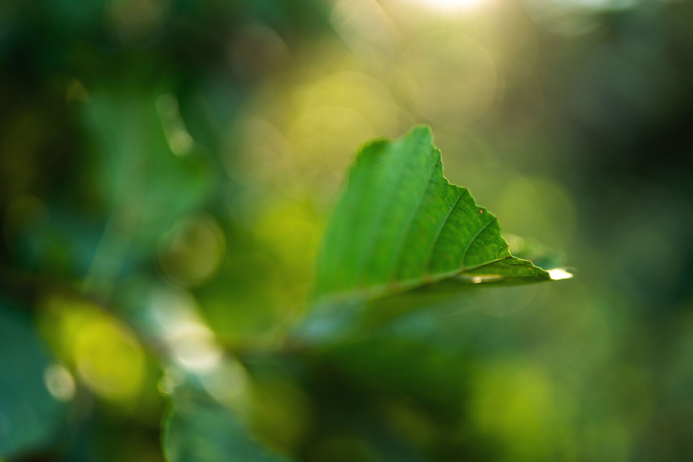 Obiektyw Sigma 35mm f/1,2 DG II Art (Sony E) - 3 lata gwarancji - OFERTA ZIMOWA (cena zawiera rabat)