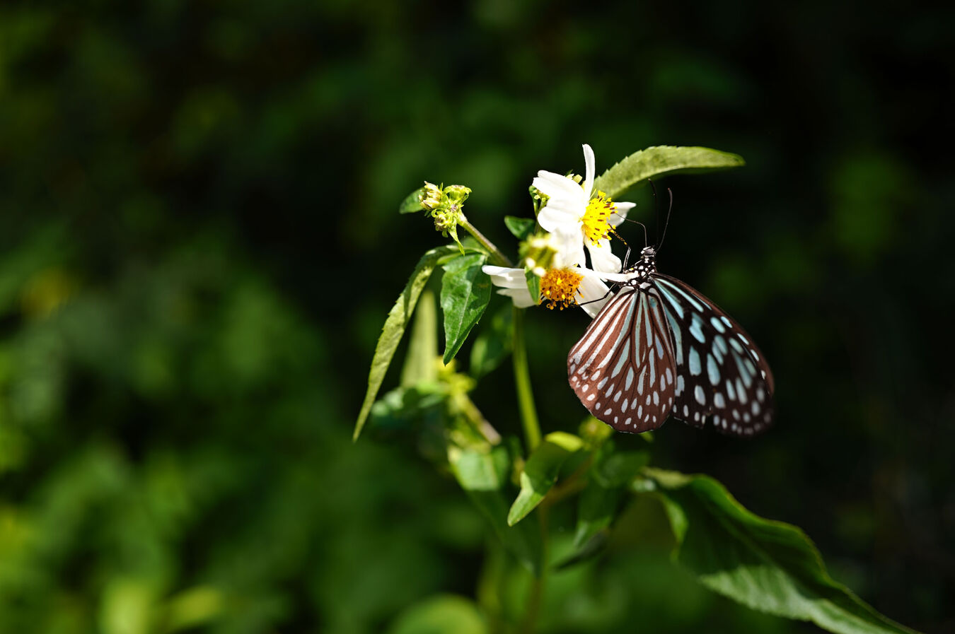 Obiektyw Sigma 35mm f/1,4 DG II Art (L-Mount) + w przedsprzedaży - 5 lat gwarancji