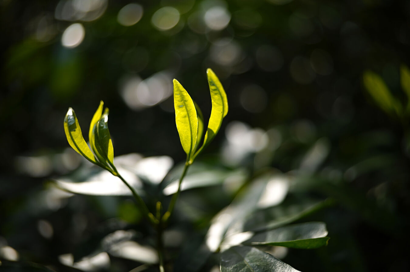 Obiektyw Sigma 35mm f/1,4 DG II Art (L-Mount) + w przedsprzedaży - 5 lat gwarancji