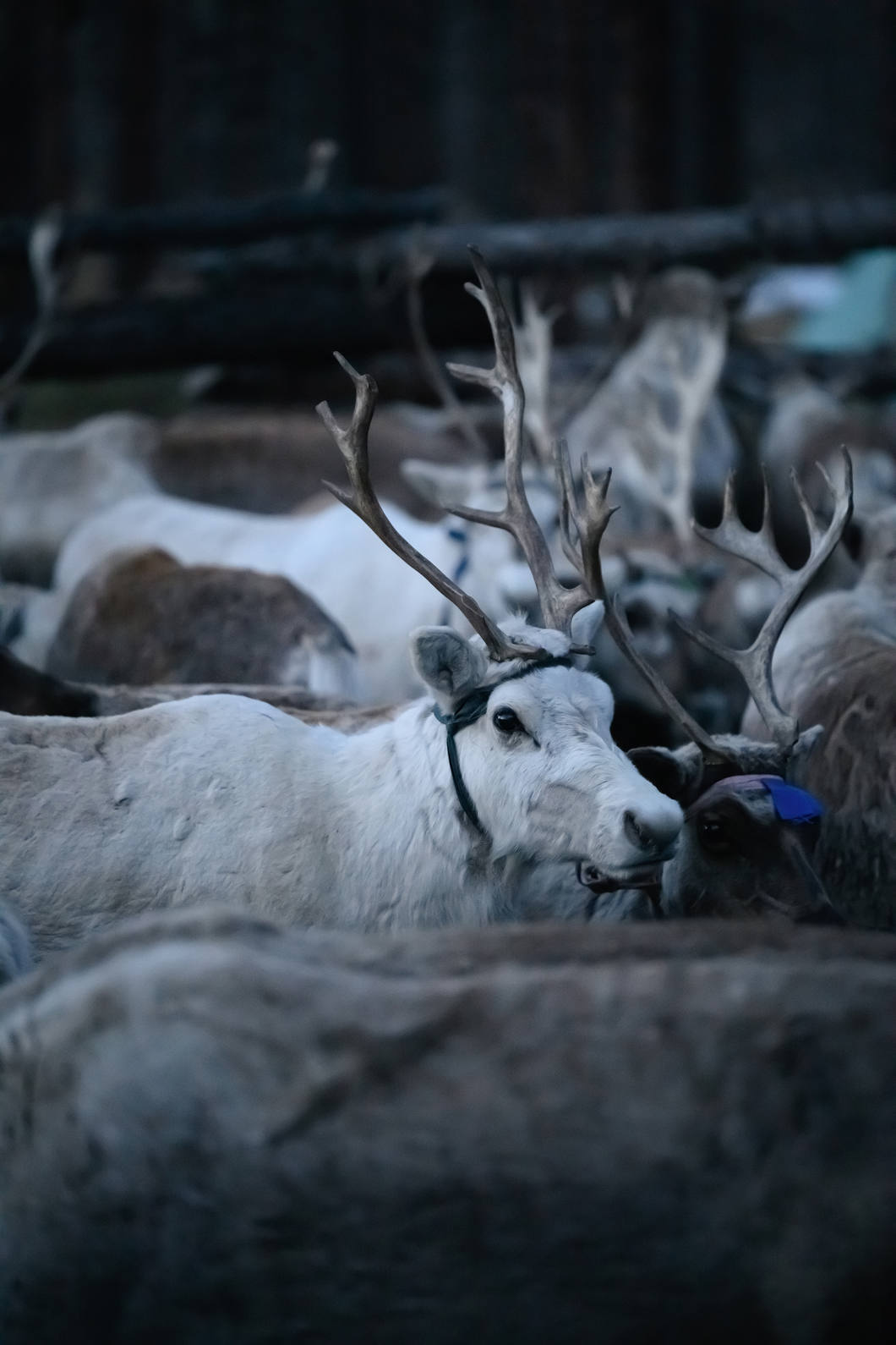 Obiektyw Tamron 70-180mm f/2.8 Di III VXD VC G2 (Nikon Z) + 5 lat gwarancji