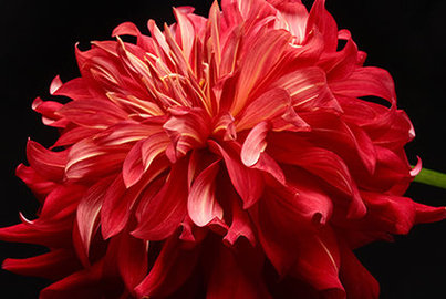 Bezlusterkowiec Fujifilm GFX 50R - sn:84055399 - Używany