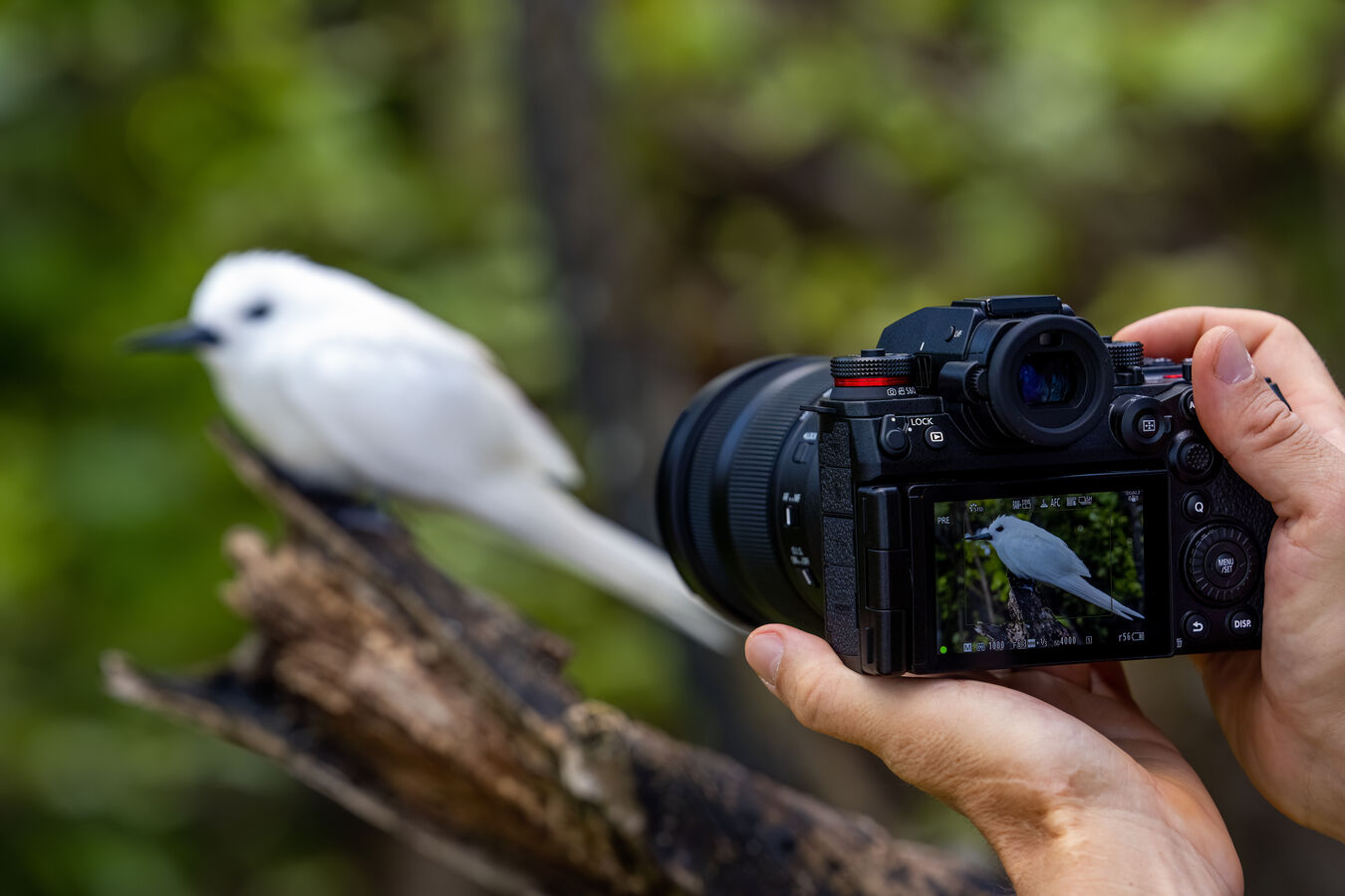 Bezlusterkowiec Panasonic Lumix S1RII - Zamów w przedsprzedaży i otrzymaj gratis!