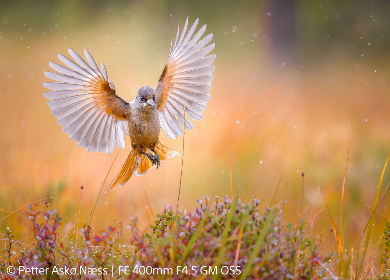Obiektyw Sony FE GM 400mm f/4,5 OSS - Dobierz konwerter 1000zł taniej! - PRZEDSPRZEDAŻ !