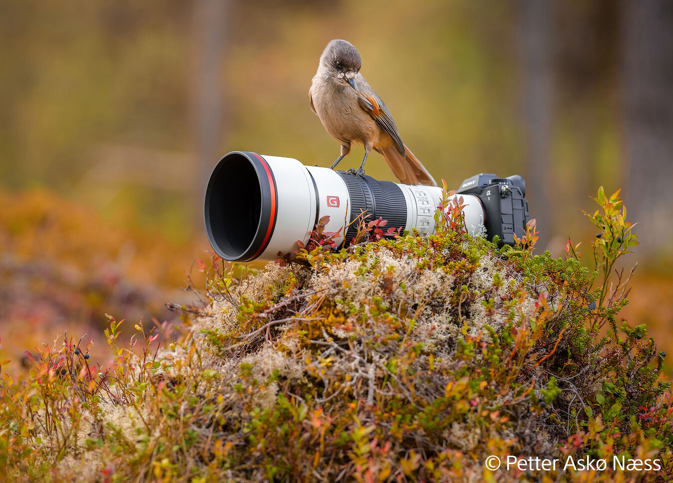 Obiektyw Sony FE GM 600mm f/6,3 OSS + Dobierz konwerter 1000zł taniej! - PRZEDSPRZEDAŻ!