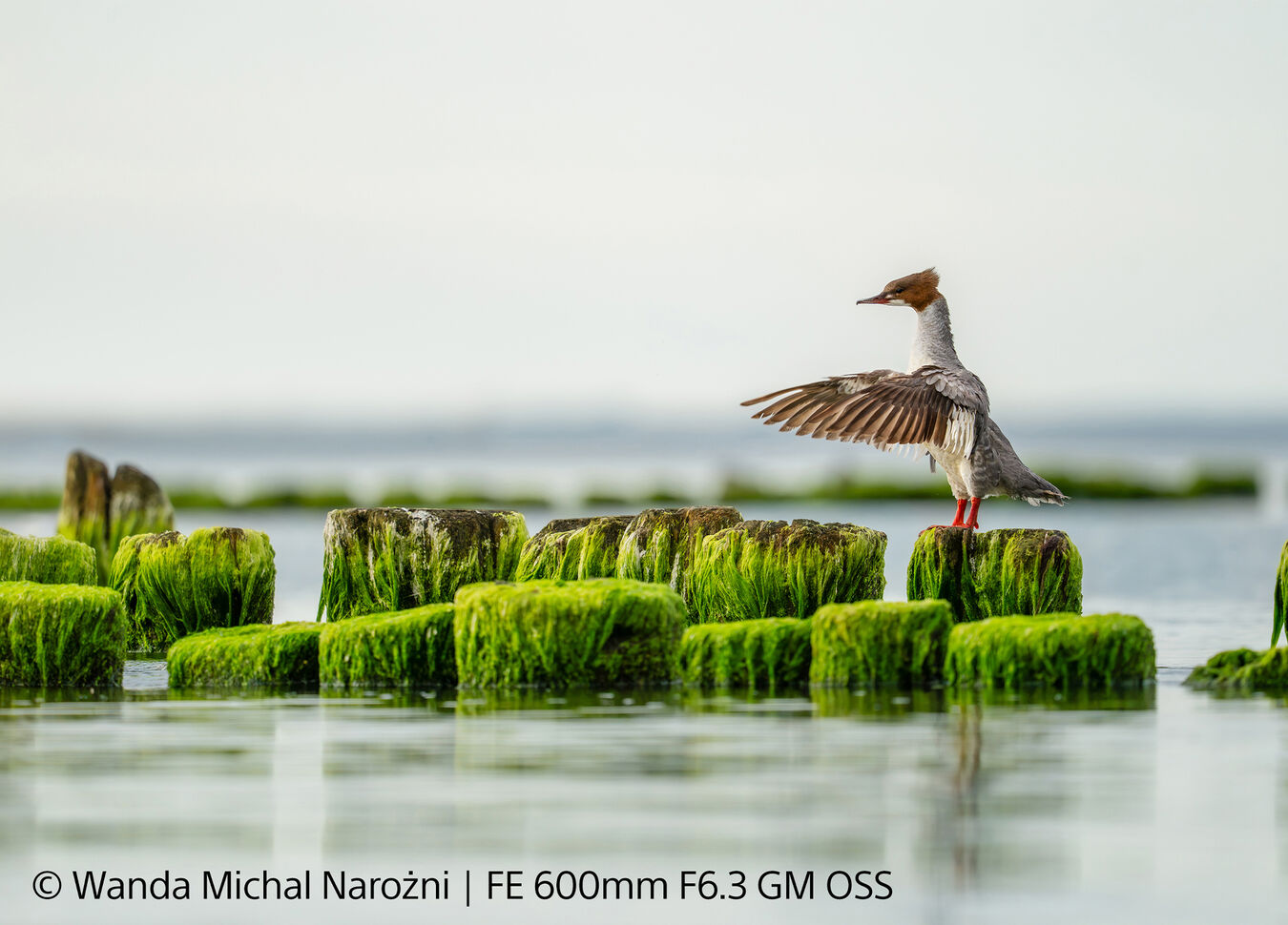 Obiektyw Sony FE GM 600mm f/6,3 OSS + Dobierz konwerter 1000zł taniej! - PRZEDSPRZEDAŻ!