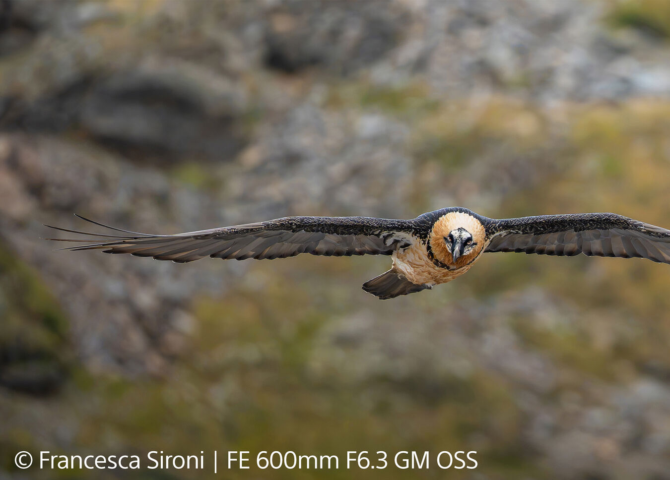 Obiektyw Sony FE GM 600mm f/6,3 OSS + Dobierz konwerter 1000zł taniej! - PRZEDSPRZEDAŻ!