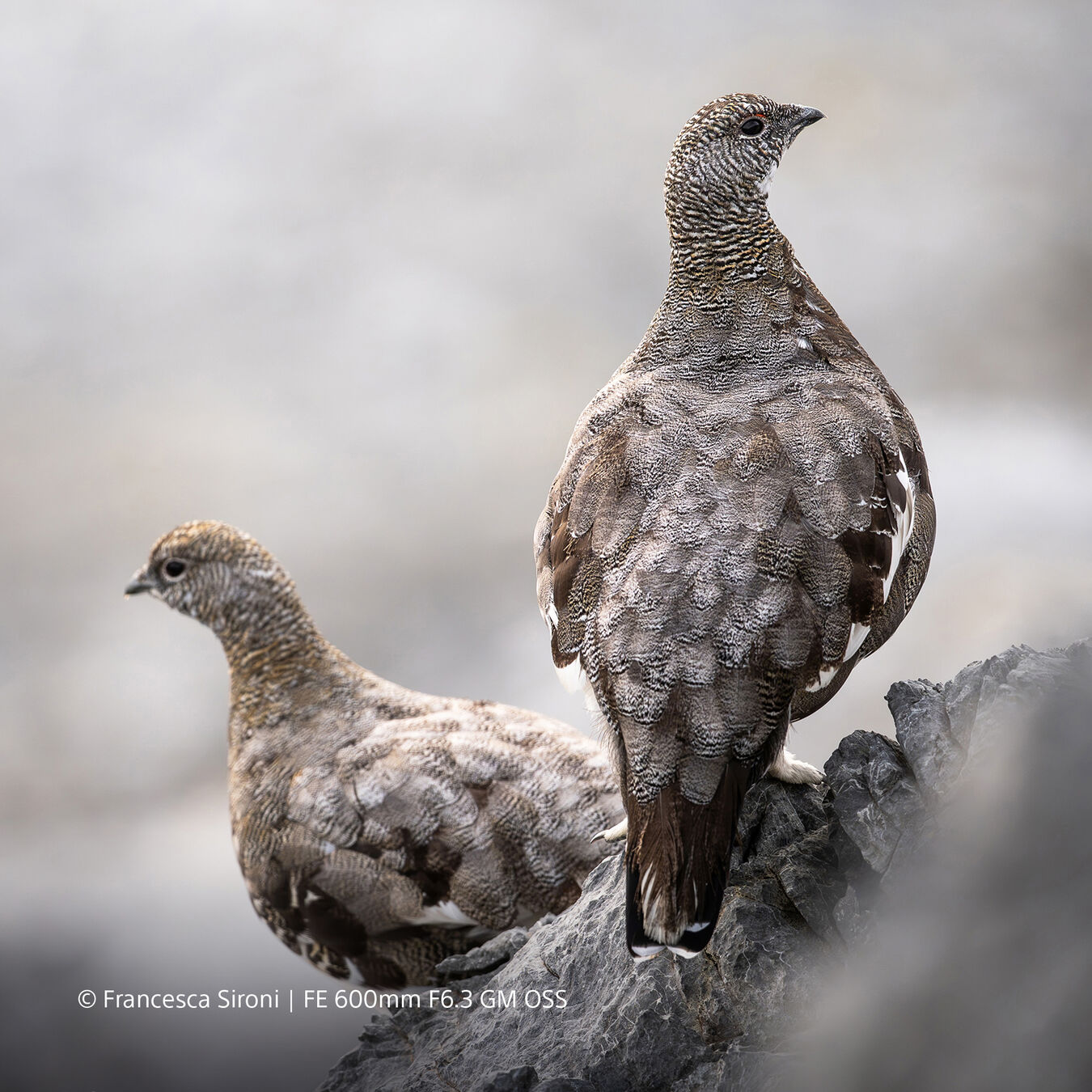 Obiektyw Sony FE GM 600mm f/6,3 OSS + Dobierz konwerter 1000zł taniej! - PRZEDSPRZEDAŻ!