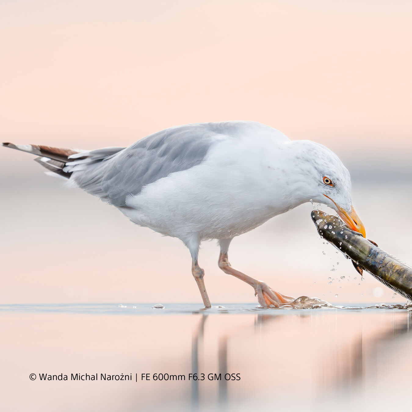 Obiektyw Sony FE GM 600mm f/6,3 OSS + Dobierz konwerter 1000zł taniej! - PRZEDSPRZEDAŻ!