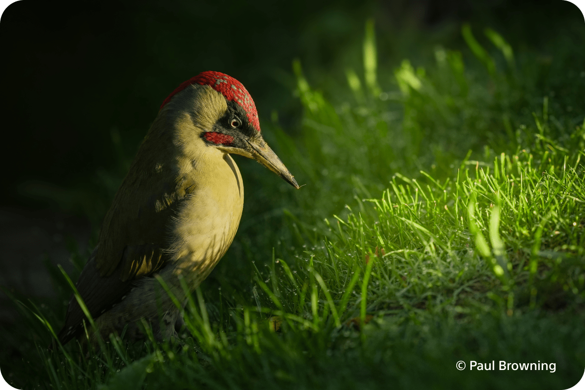 Bezlusterkowiec Sony A7 V Body ILCE7M5 + Dobierz obiektyw 1000zł taniej! + Dodatkowy rok gwarancji w My sony!