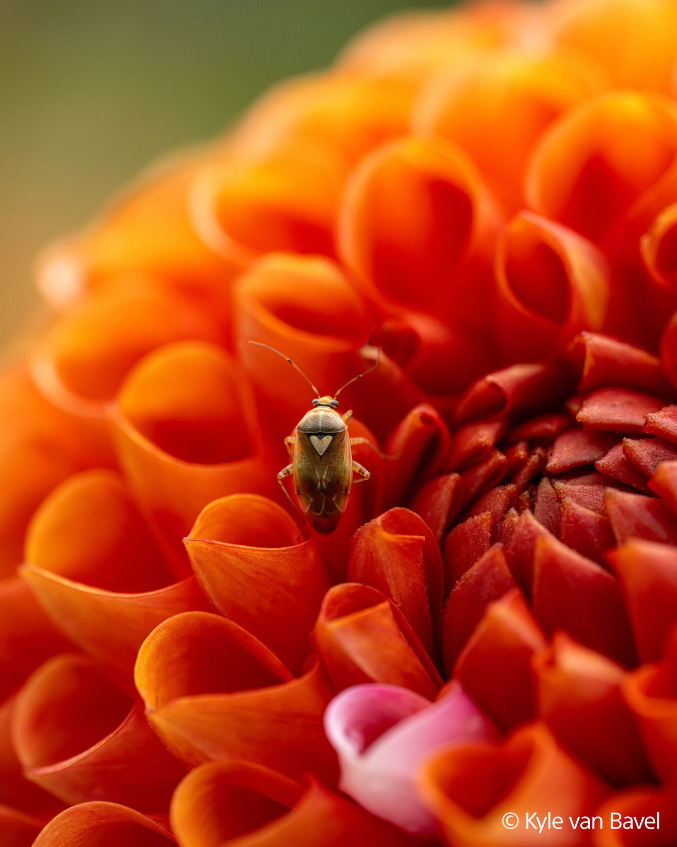 Obiektyw Sony FE GM 100mm f/2.8 MACRO - Pełnoklatkowy obiektyw do makrofotografii SEL100M28GM