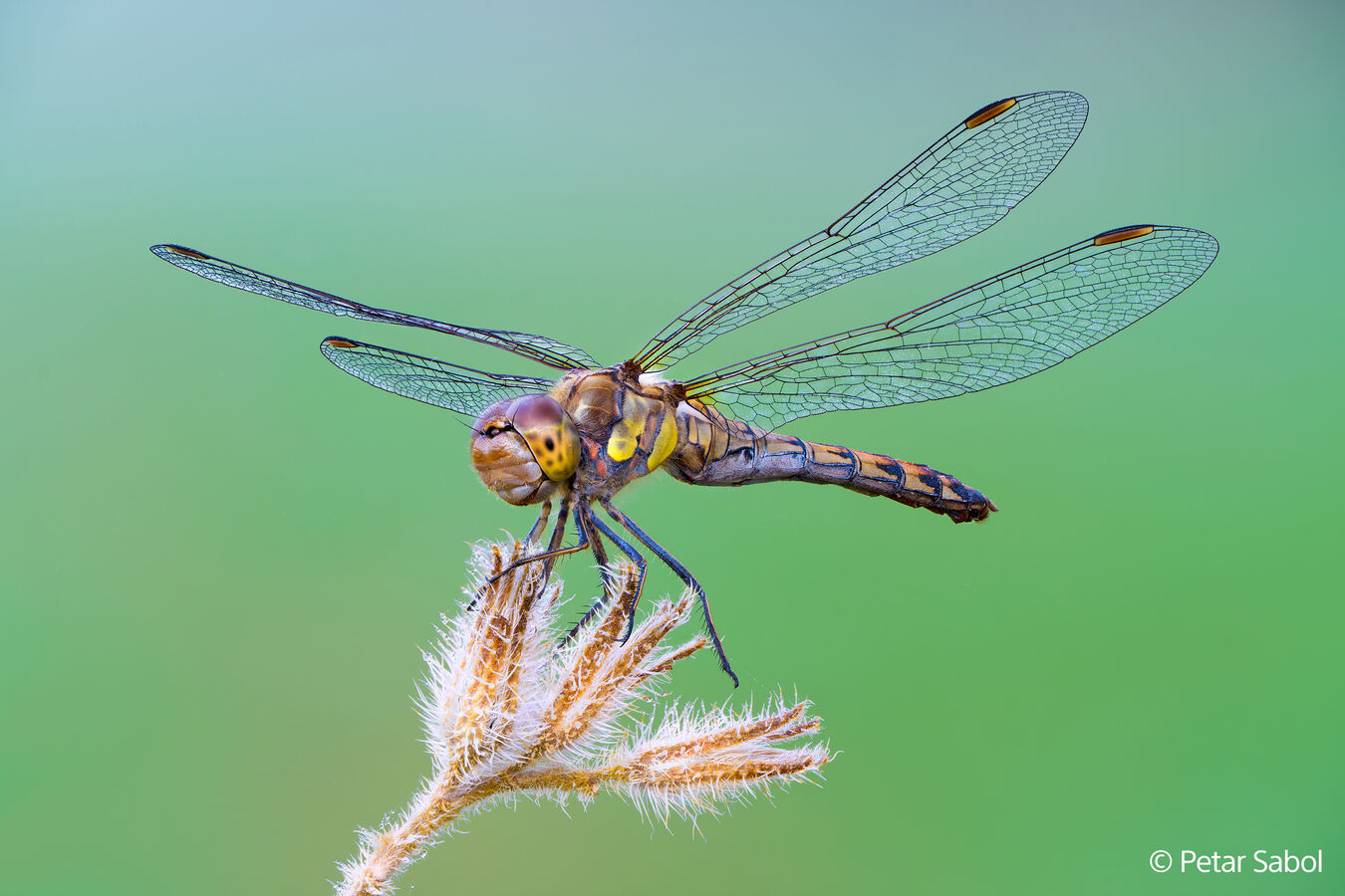 Obiektyw Sony FE GM 100mm f/2.8 MACRO - Pełnoklatkowy obiektyw do makrofotografii SEL100M28GM