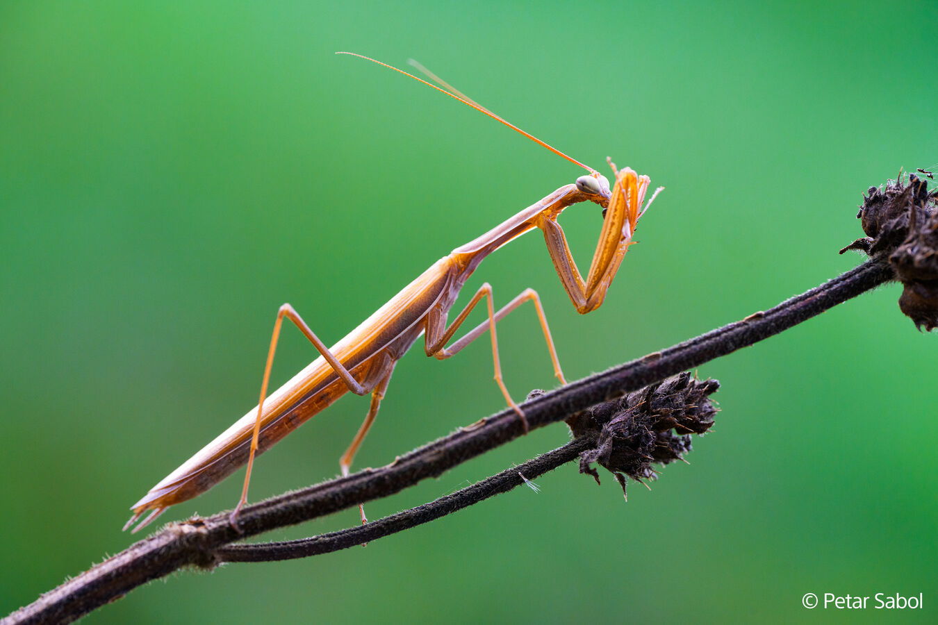 Obiektyw Sony FE GM 100mm f/2.8 MACRO - Pełnoklatkowy obiektyw do makrofotografii SEL100M28GM