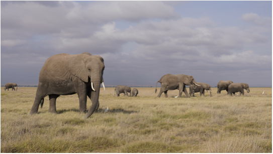 Bezlusterkowiec Sony A6700 + Sony obiektyw E 16-55mm f/2.8 G Lens