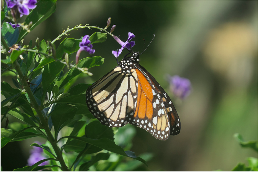 Aparat Panasonic Lumix TZ300 (srebrny) - NOWOŚĆ!