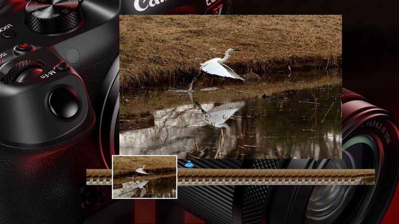 Canon R7 szybkość autofokusa w fotografii przyrodniczej