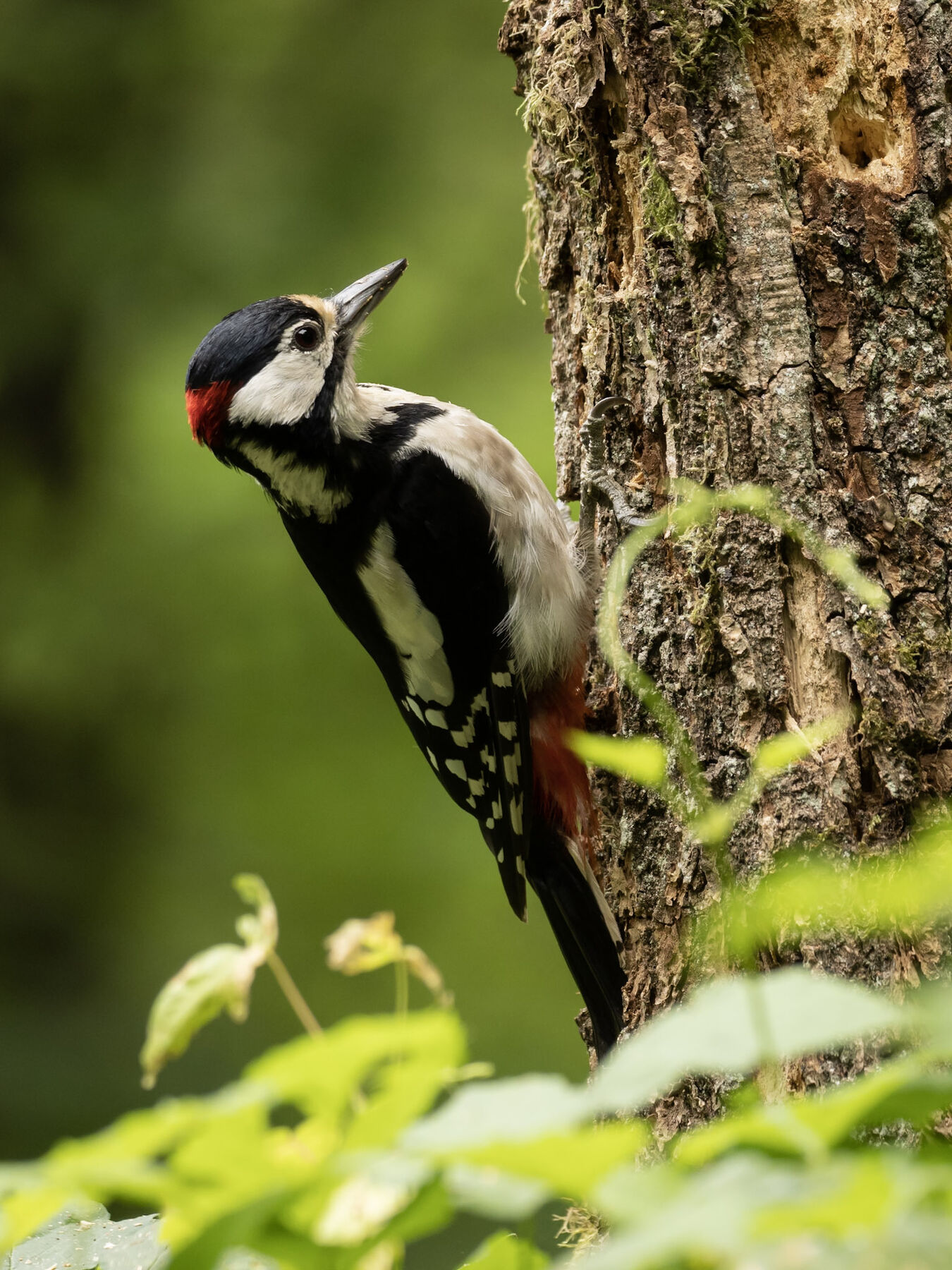 Bezlusterkowiec OM System OM-1 Mark II + M.Zuiko ED 100-400mm f/5.0-6.3 IS - Zestaw dla Ptasiarzy - Cashback 3400zł