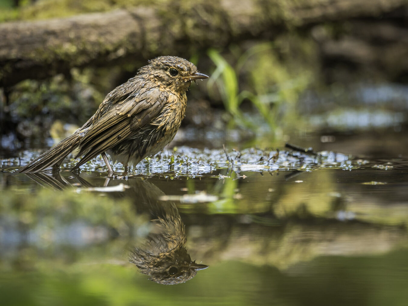 Bezlusterkowiec OM System OM-1 Mark II + M.Zuiko ED 100-400mm f/5.0-6.3 IS - Zestaw dla Ptasiarzy - Cashback 3400zł