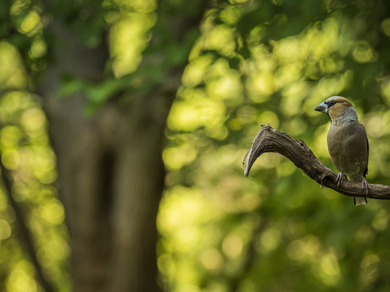 Bezlusterkowiec OM System OM-1 Mark II + M.Zuiko ED 100-400mm f/5.0-6.3 IS - Zestaw dla Ptasiarzy - Cashback 3400zł