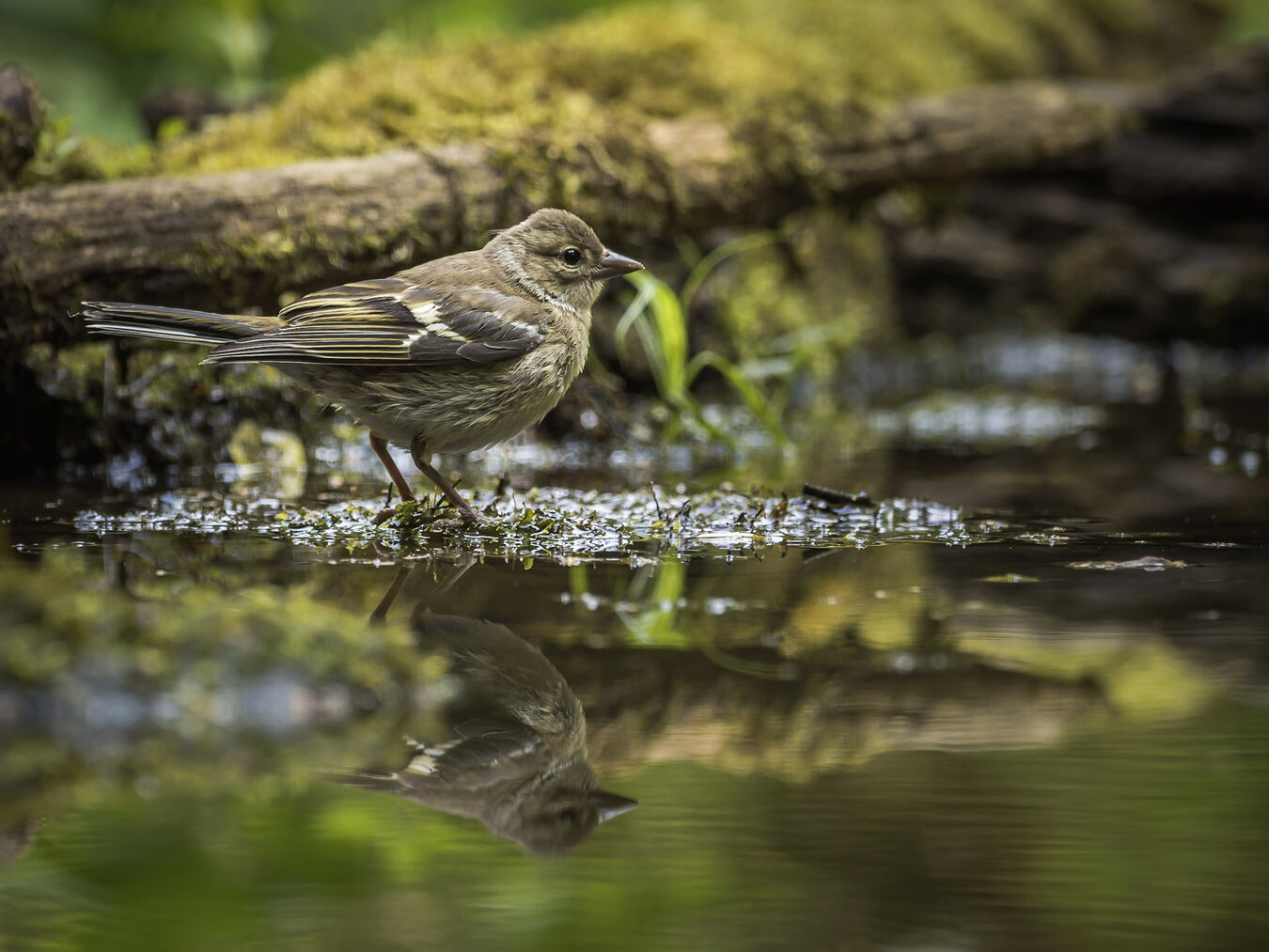 Bezlusterkowiec OM System OM-1 Mark II + M.Zuiko ED 100-400mm f/5.0-6.3 IS - Zestaw dla Ptasiarzy - Cashback 3400zł