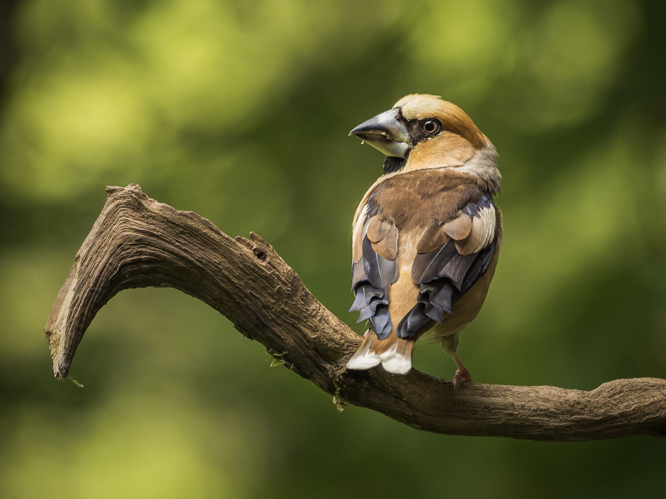 Bezlusterkowiec OM System OM-1 Mark II + M.Zuiko ED 100-400mm f/5.0-6.3 IS - Zestaw dla Ptasiarzy - Cashback 3400zł