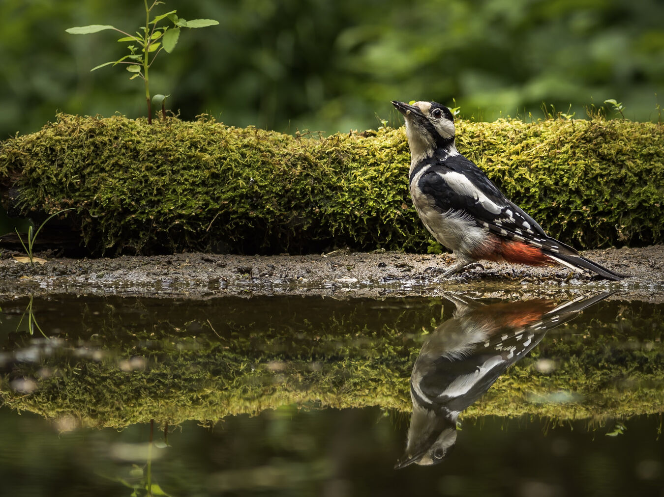 Bezlusterkowiec OM System OM-1 Mark II + M.Zuiko ED 100-400mm f/5.0-6.3 IS - Zestaw dla Ptasiarzy - Cashback 3400zł