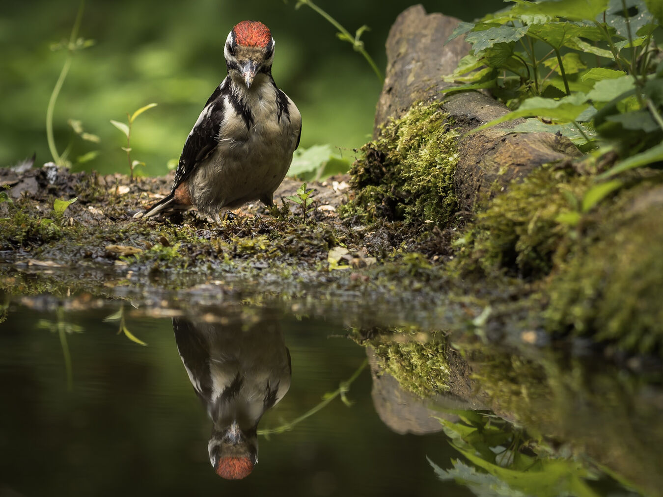 Bezlusterkowiec OM System OM-1 Mark II + M.Zuiko ED 100-400mm f/5.0-6.3 IS - Zestaw dla Ptasiarzy - Cashback 3400zł