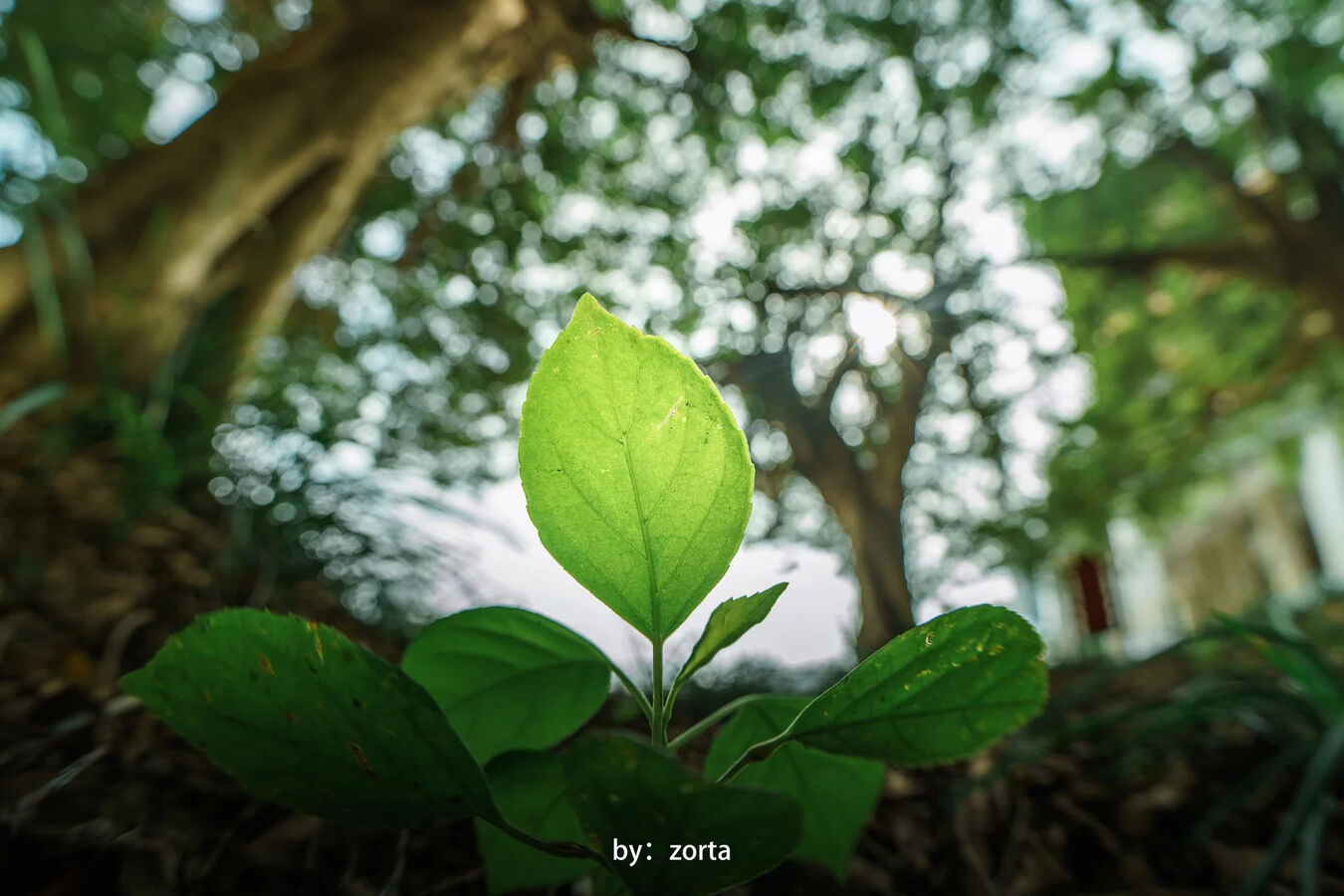 Obiektyw 7Artisans 10mm F/2.5 AF MAX FishEye - Sony E