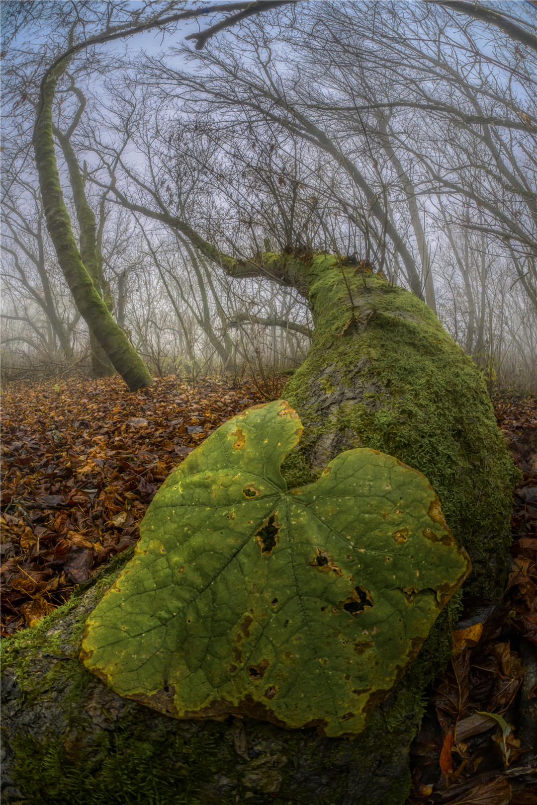 Obiektyw 7Artisans 6mm F/2.0 Fisheye 220° - APS-C - Canon RF