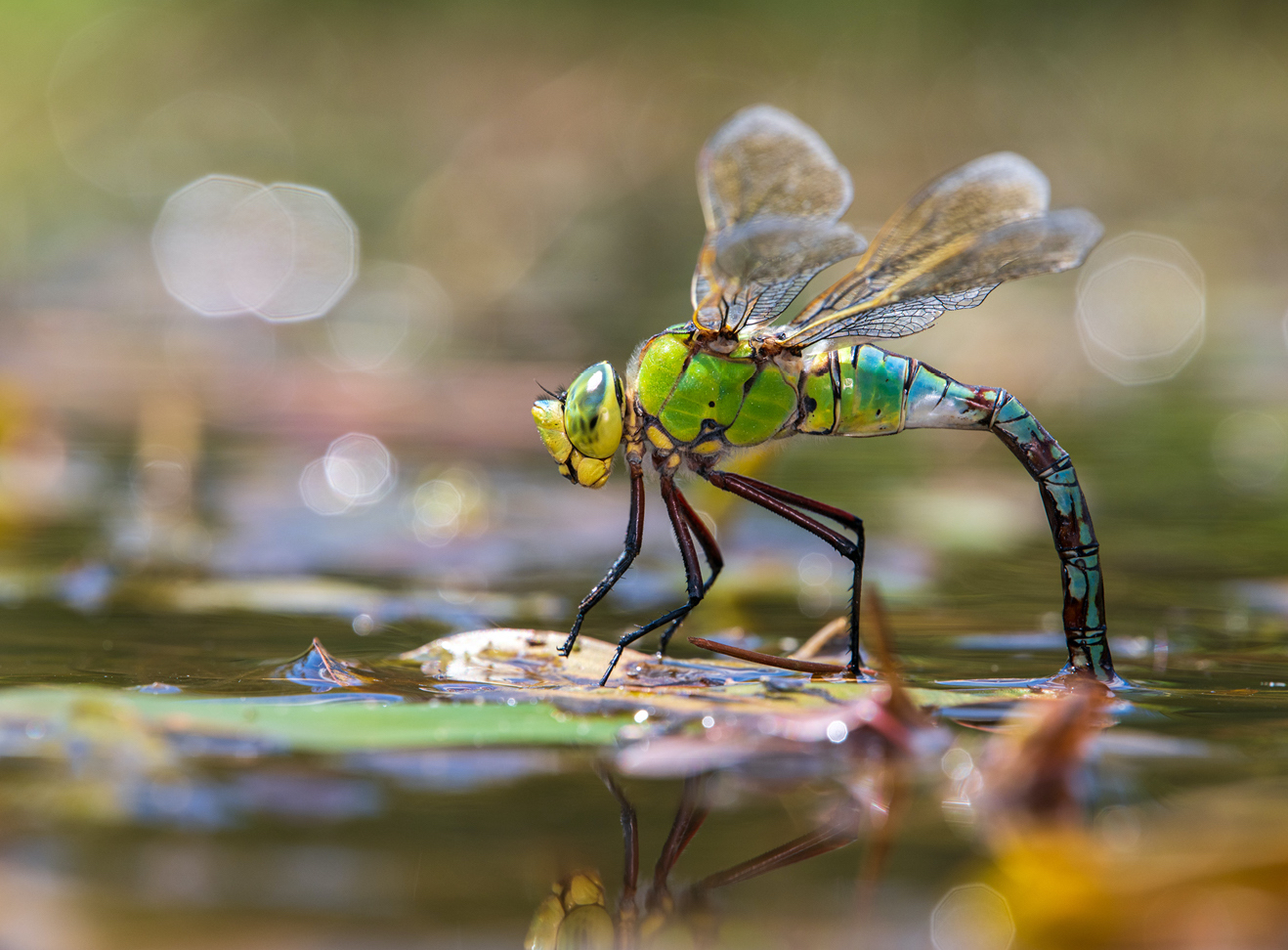 Obiektyw Laowa 180 mm f/4,5 1,5x Ultra Macro APO AF - Nikon Z