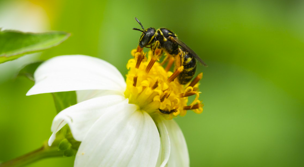 Obiektyw Laowa 180 mm f/4,5 1,5x Ultra Macro APO AF - Nikon Z