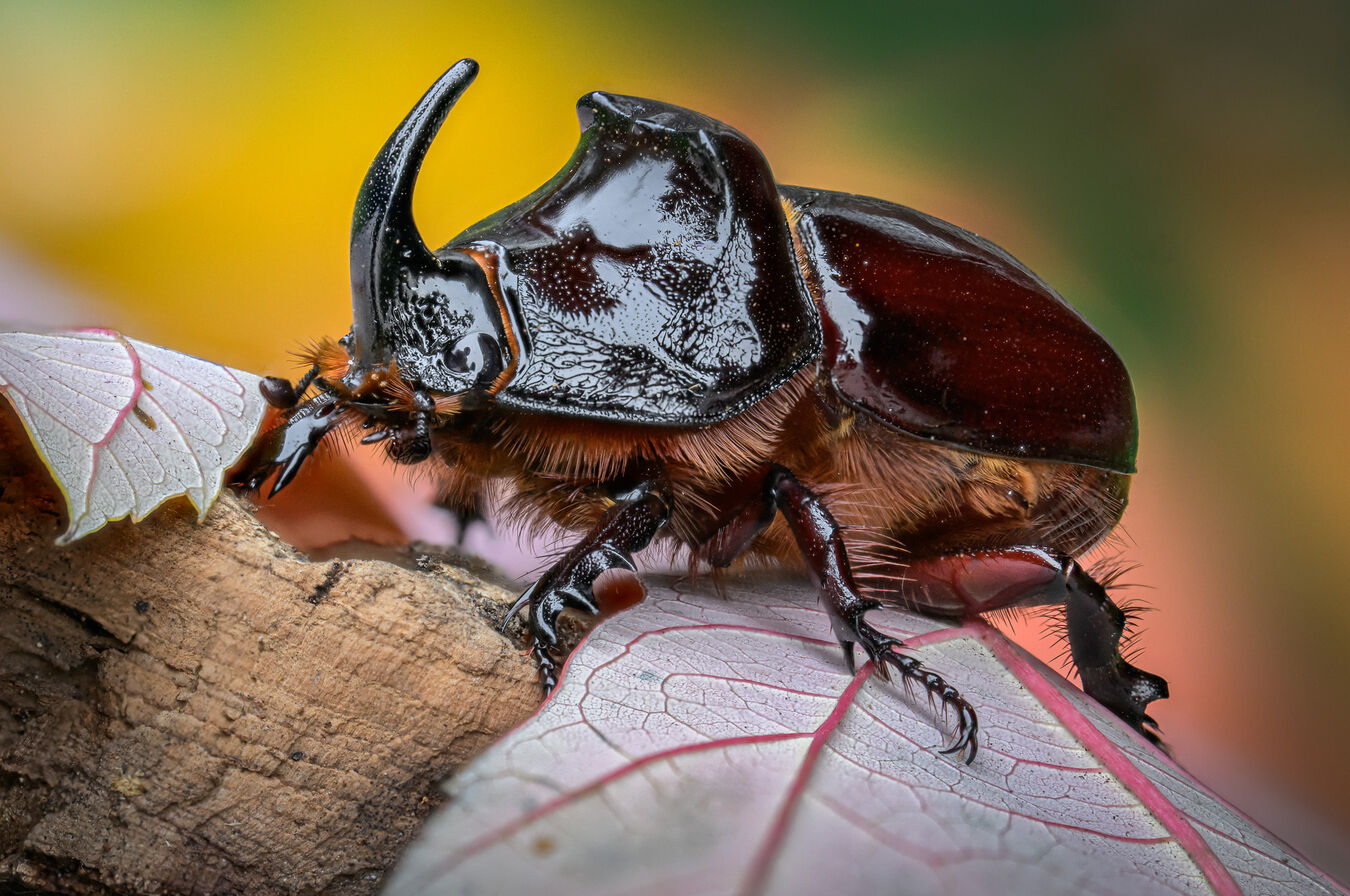 Obiektyw Laowa 100mm F/2.8 Tilt-Shift Macro 1x - Fujifilm GFX