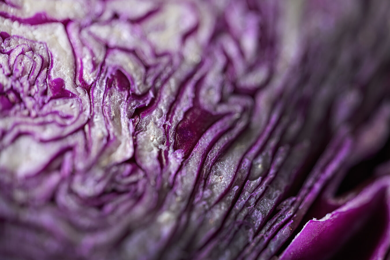 Obiektyw Laowa 100mm F/2.8 Tilt-Shift Macro 1x - Fujifilm GFX