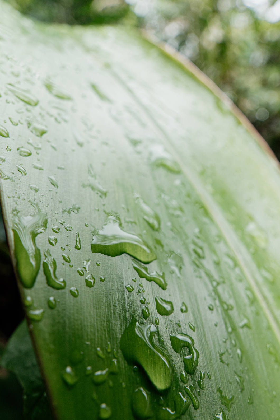 Obiektyw Samyang AF 16mm f/2.8 P (Sony FE)