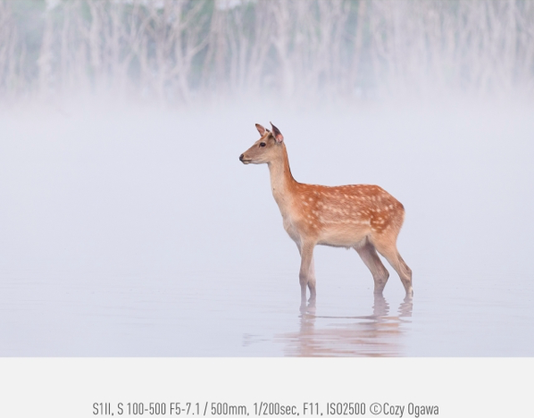 Obiektyw Panasonic Lumix S 100-500mm f/5-7.1 O.I.S - Rozszerz gwarancję do 5 lat!