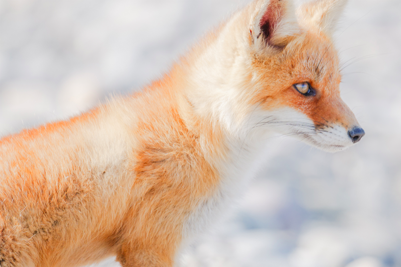 Obiektyw Panasonic Lumix S 100-500mm f/5-7.1 O.I.S - Rozszerz gwarancję do 5 lat!