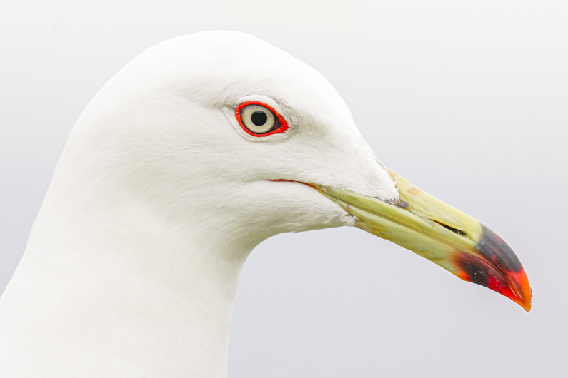 Obiektyw Panasonic Lumix S 100-500mm f/5-7.1 O.I.S - Rozszerz gwarancję do 5 lat!