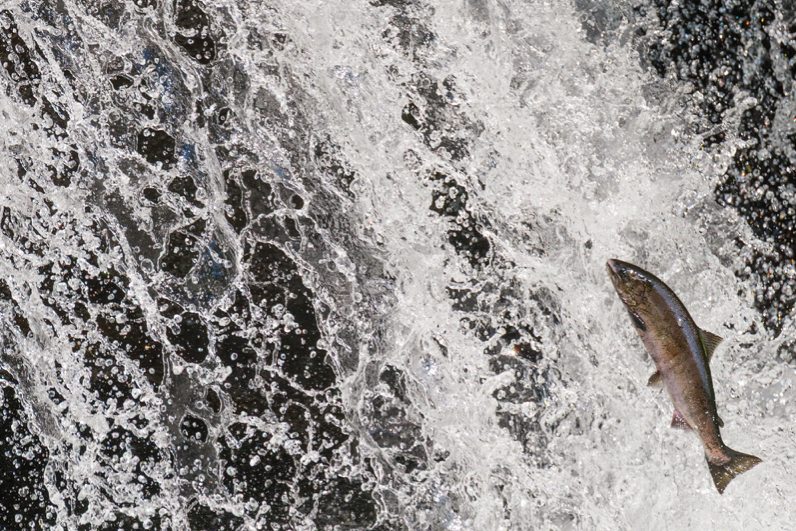 Obiektyw Panasonic Lumix S 100-500mm f/5-7.1 O.I.S - Rozszerz gwarancję do 5 lat!